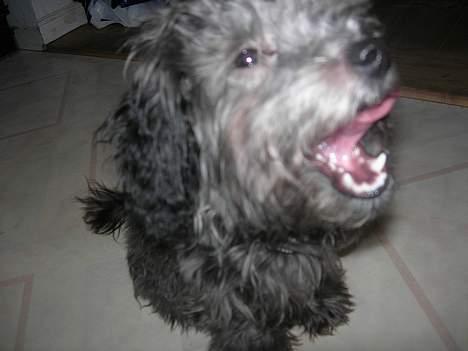 Dværgpuddel Ruth billede 6