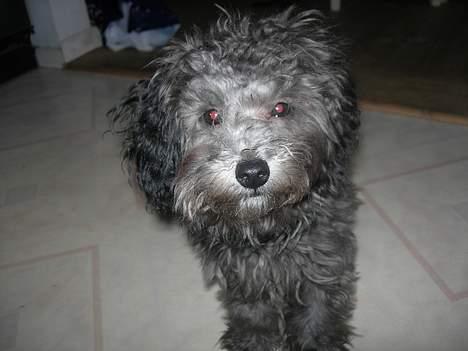 Dværgpuddel Ruth billede 7