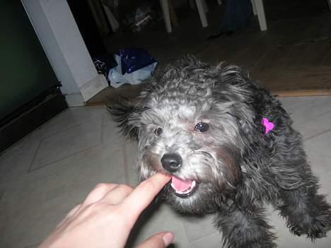 Dværgpuddel Ruth billede 8