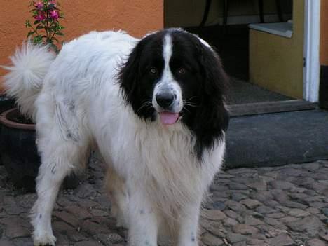 Landseer Sebastian vom Heidenberg billede 7