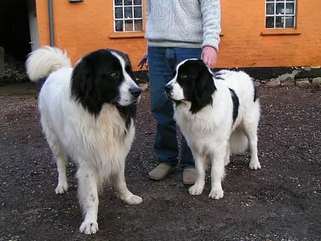 Landseer Sebastian vom Heidenberg - Kiko og Zindy billede 9