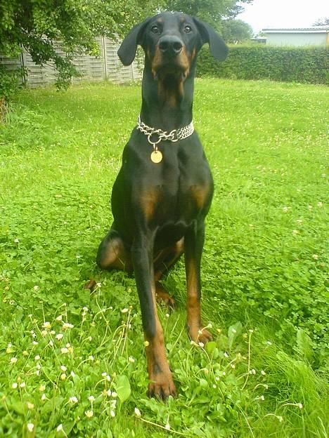 Dobermann **Kenzo** (Omplaceret) billede 19