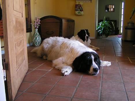 Landseer Sebastian vom Heidenberg billede 11