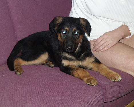 Schæferhund Rolfe - Lige da vi fik hende... Er hun ikke bare kær billede 7