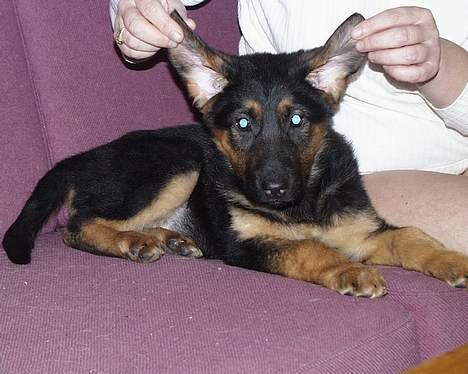 Schæferhund Rolfe - Jeg kan da også have strit-ører selvom jeg er helt lille... Dog med lidt hjælp.. billede 8