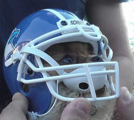 Pomeranian Shiro - Ja, lille Shiro er ået hen og blevet maskot for et amerikansk fodboldhold. Ringkøbing Eagles =) billede 9