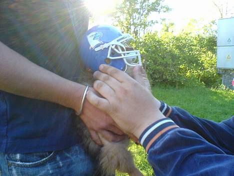 Pomeranian Shiro - Shiro har sin egen Full-face hjelm.. ;) billede 10