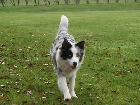 Australian shepherd Alve billede 12