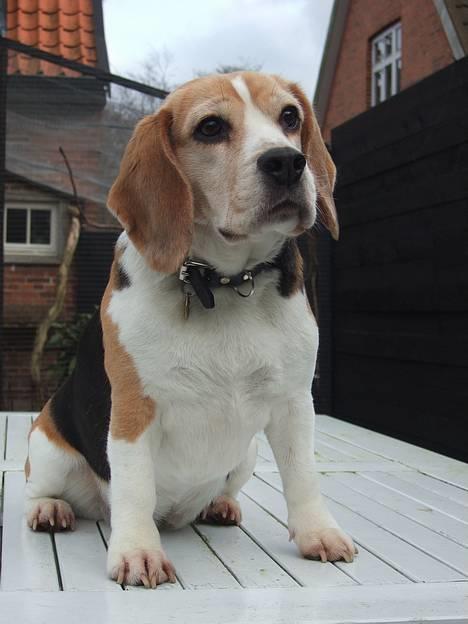 Beagle Honey - Årrrhh.. <3 billede 1
