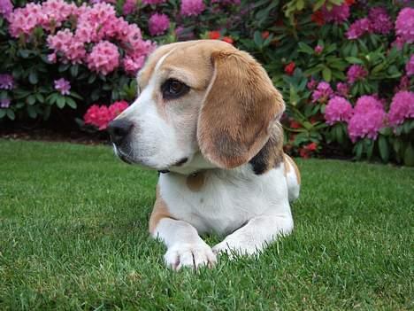 Beagle Honey - Honey i sin have billede 2