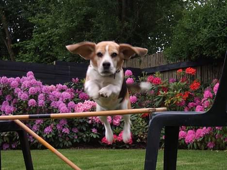 Beagle Honey - hahahahahaha billede 3