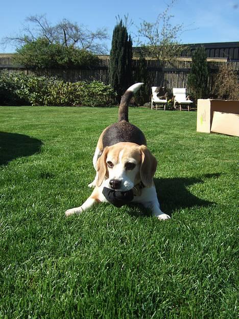 Beagle Honey - Haha. billede 4