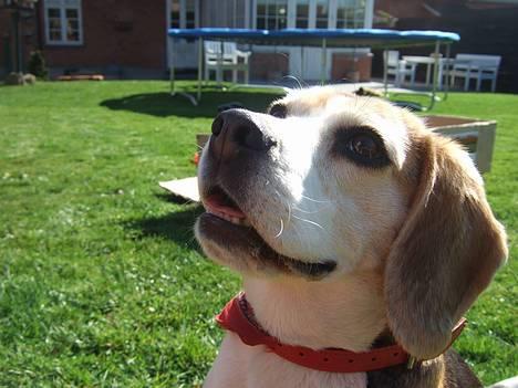 Beagle Honey - :) billede 5