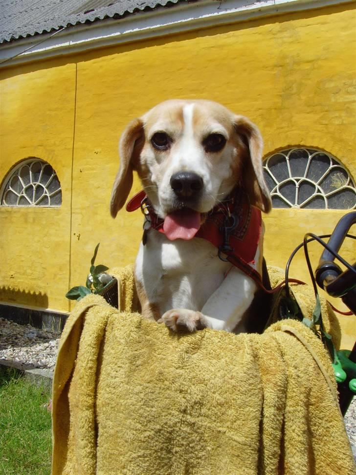 Beagle Honey - På tur i cykelkurv :) billede 6