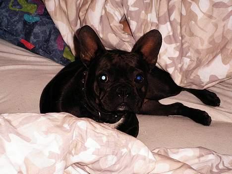 Fransk bulldog Futte - Arrhhhh en hygge aften i mors seng..... så vil jeg lave ballade..... billede 12