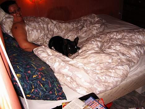 Fransk bulldog Futte - jaaaaaaaaa se det kalder jeg hygge..... og far blir ved med og ta billeder..... billede 13