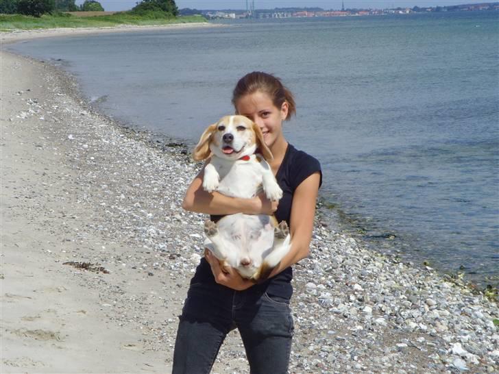 Beagle Honey - På stranden med Pernille <3 billede 7