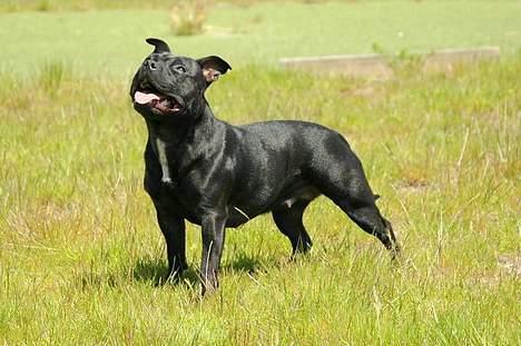 Staffordshire bull terrier Yasmin - *nyt* taget den 4juni billede 2