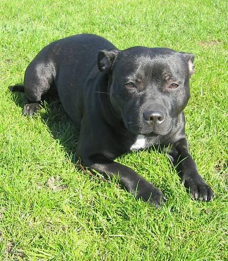 Staffordshire bull terrier Yasmin - *nyt* taget den 4juni billede 3