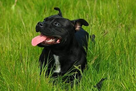Staffordshire bull terrier Yasmin - *nyt* taget den 4 juni billede 4