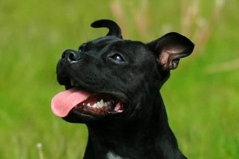Staffordshire bull terrier Yasmin - *nyt* taget den 4juni billede 5
