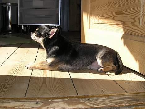 Chihuahua Tyson billede 10