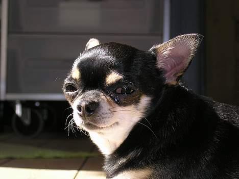 Chihuahua Tyson billede 11