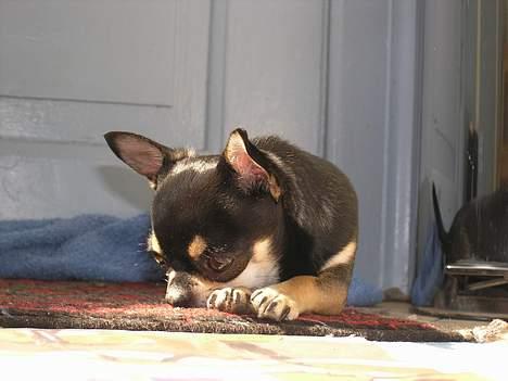 Chihuahua Tyson billede 12