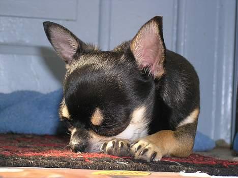 Chihuahua Tyson billede 13