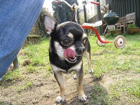 Chihuahua Tyson billede 14