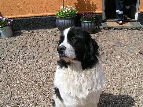 Landseer Zindy billede 12