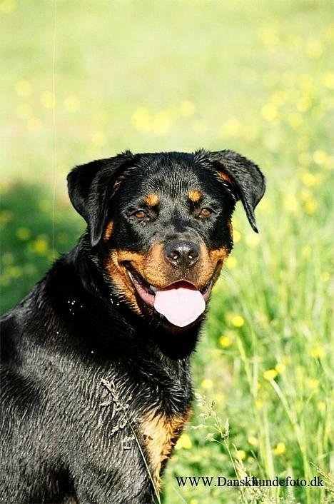 Rottweiler *Nala*  R.I.P. - Jeg er for lækker ;0) billede 1