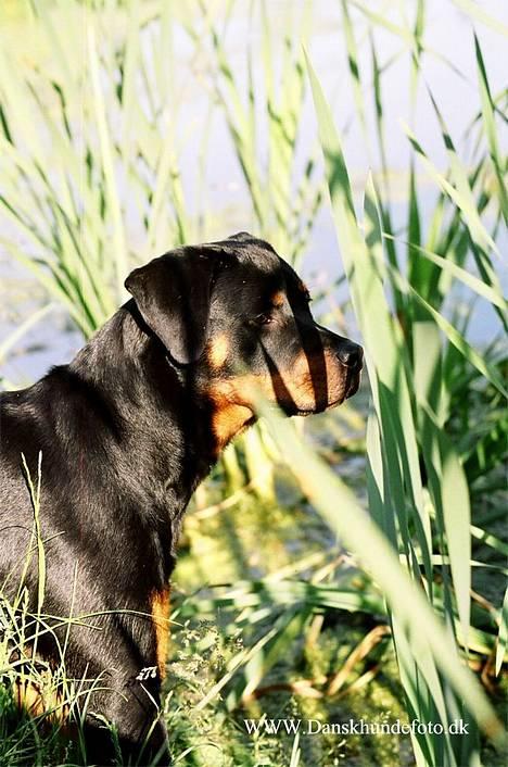 Rottweiler *Nala*  R.I.P. billede 2