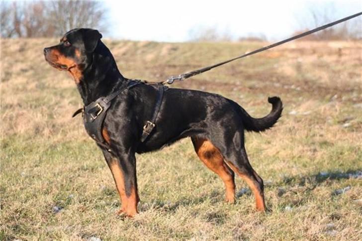 Rottweiler *Nala*  R.I.P. billede 3