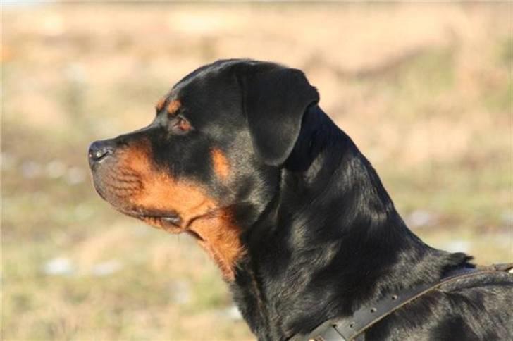 Rottweiler *Nala*  R.I.P. billede 4