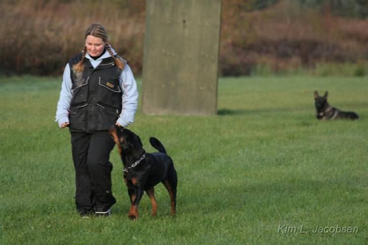 Rottweiler *Nala*  R.I.P. - Til færdselsprøve billede 5
