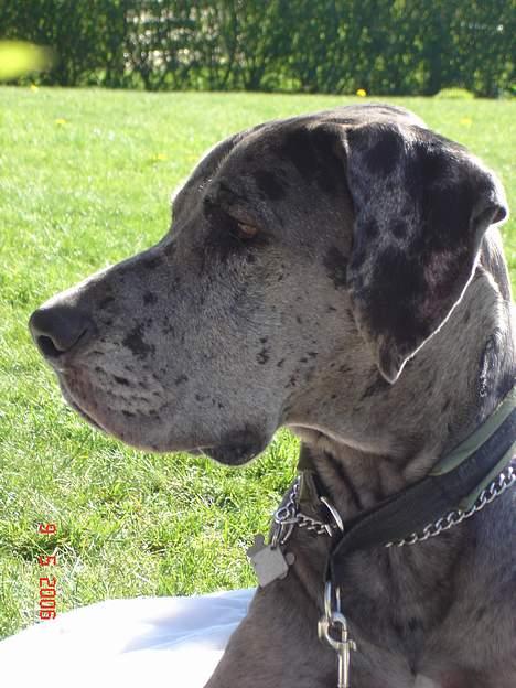 Grand danois Apollo *Savner dig* billede 14