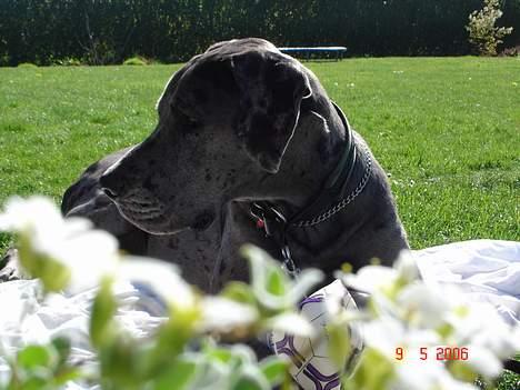 Grand danois Apollo *Savner dig* billede 15