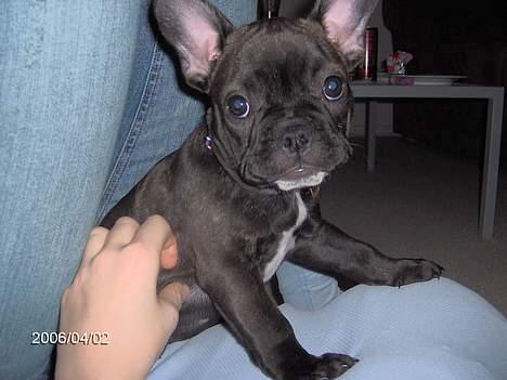 Fransk bulldog - Kira - - hej velkommen til min profil....  billede 1