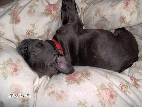 Fransk bulldog - Kira - - mmmmm.... dejlig dyne.... billede 2