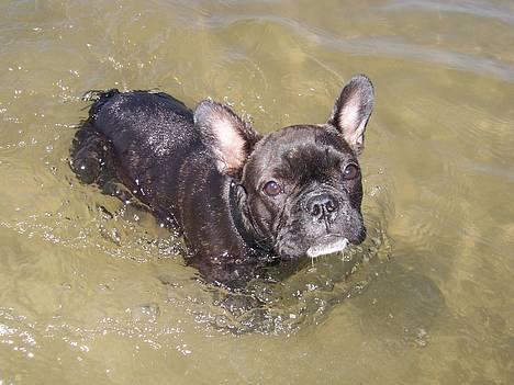 Fransk bulldog - Kira - - d. 1/7 .... mig ved blåvand strand... dejligt at svømme billede 6