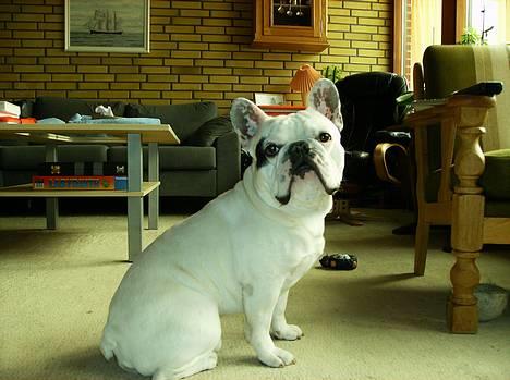Fransk bulldog Butcho - What´s up...?? billede 17