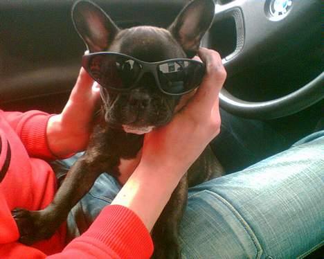 Fransk bulldog - Kira - - hasta la vista baby....!! jeg er da for cool.... billede 7
