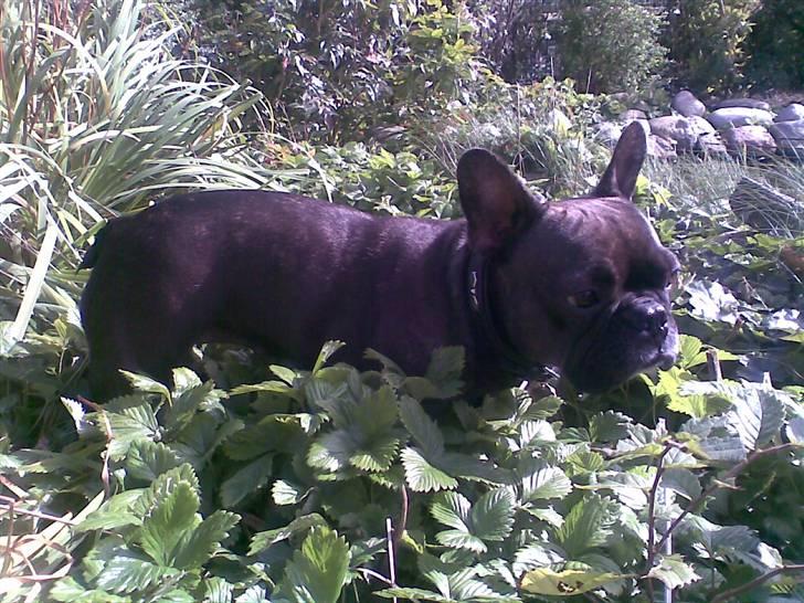 Fransk bulldog - Kira - - KIRA på skovtur billede 9