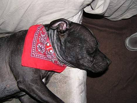 Staffordshire bull terrier Chili - chili med machende bandana som carlos og my *s* billede 20