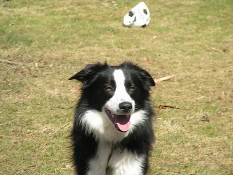 Border collie Blade - hej hej her er jeg!! NYT billede 9