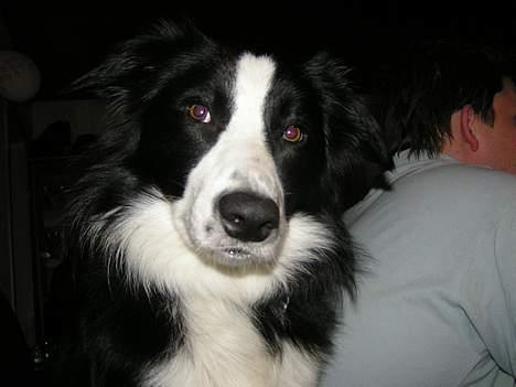 Border collie Blade - NYT billede 10