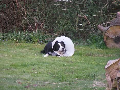 Border collie Blade - dyrlæger har taget min manddom...ØV ØV også skal jeg ha skærm på! NYT billede 11