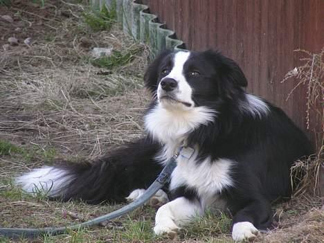 Border collie Blade - NYT billede 12