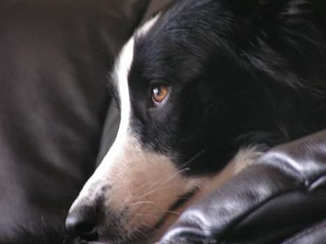 Border collie Blade - venter på far kommer hjem........ NYT billede 13